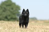 SCHIPPERKE 134